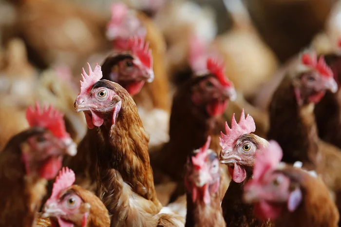 ABPA: Brasil está livre de influenza aviária em aves comerciais neste momento