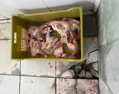 Abatedouro clandestino de aves é fechado em Divinópolis; 2,6 toneladas de carne são apreendidas
