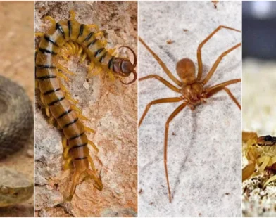 Acre Tem A 2ª Taxa Mais Alta De Acidentes Com Animais Peçonhentos Da Região Norte. Profissionais De Saúde Recebem Capacitação Para Atender