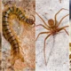 Acre Tem A 2ª Taxa Mais Alta De Acidentes Com Animais Peçonhentos Da Região Norte. Profissionais De Saúde Recebem Capacitação Para Atender