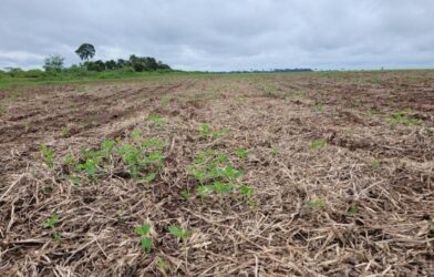 Acre inicia período do vazio sanitário da soja para proteger lavouras e garantir produção sustentável