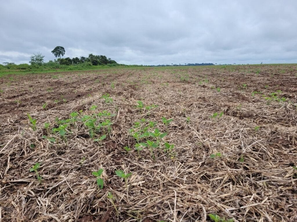 Acre inicia período do vazio sanitário da soja para proteger lavouras e garantir produção sustentável