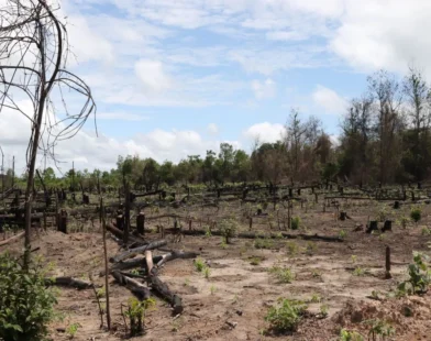 Amazônia ganha centro para pesquisas em recuperação de áreas degradadas