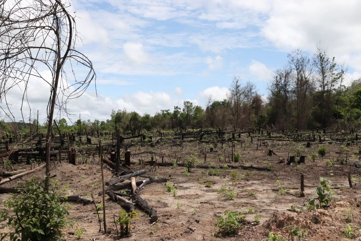 Amazônia ganha centro para pesquisas em recuperação de áreas degradadas