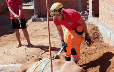 Bombeiros resgatam cavalo que caiu em fossa em Janaúba