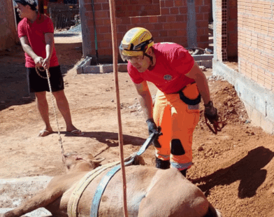 Bombeiros resgatam cavalo que caiu em fossa em Janaúba