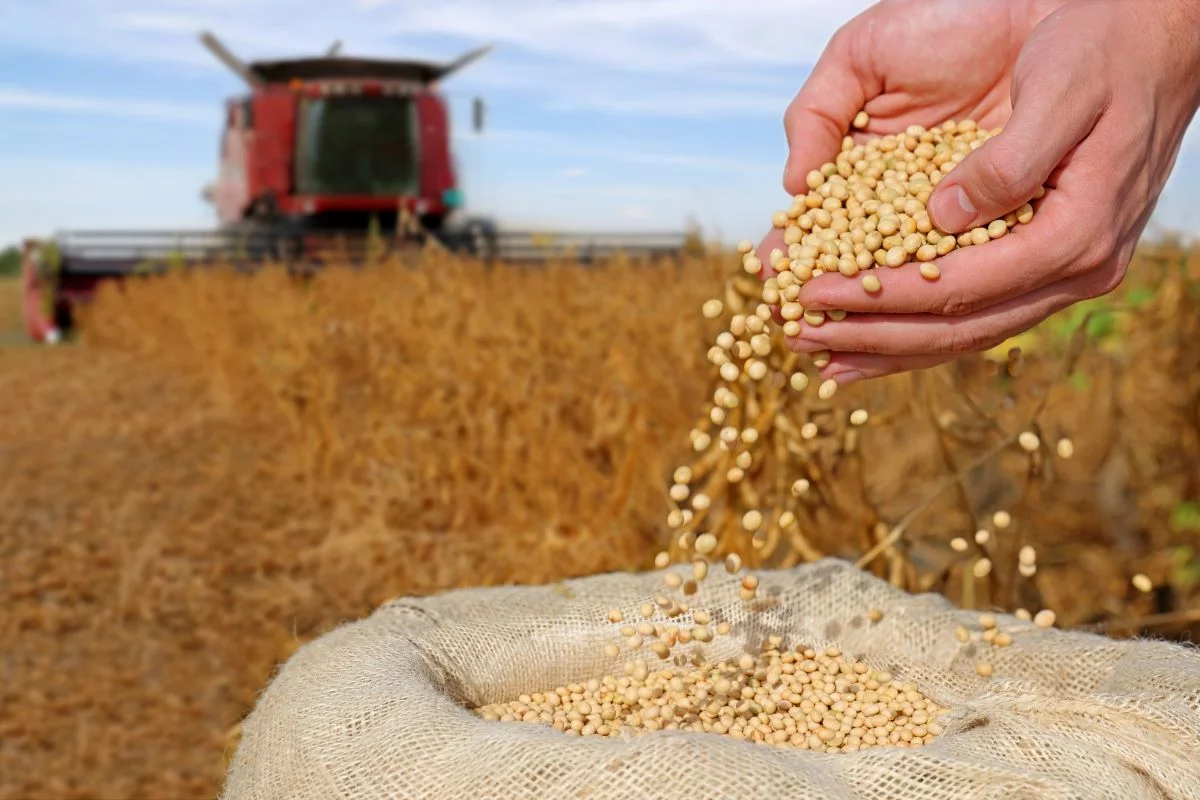 CNA: governo "fecha portas" do crédito rural com tributação de títulos agrícolas