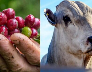 Café e pecuária impulsionam faturamento do agro: R$ 1,438 trilhão