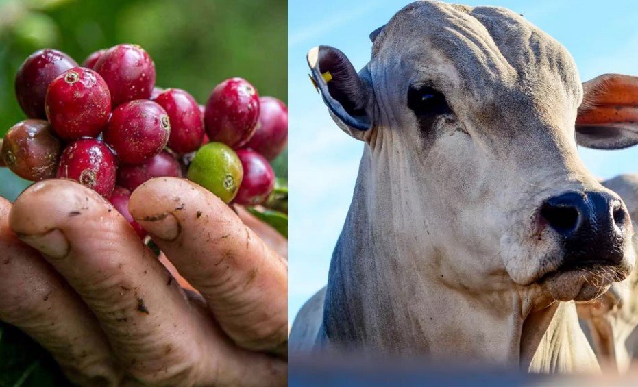 Café e pecuária impulsionam faturamento do agro: R$ 1,438 trilhão
