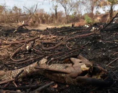 Câmara aprova aumento de punição a quem provocar incêndios florestais