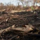 Câmara aprova aumento de punição a quem provocar incêndios florestais