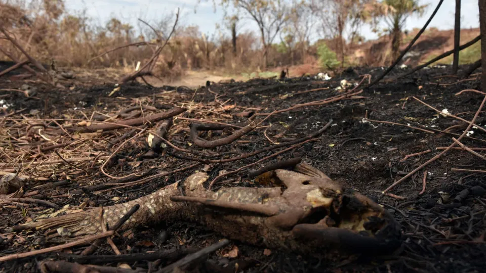 Câmara aprova aumento de punição a quem provocar incêndios florestais