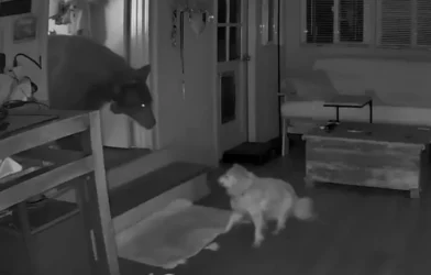 Cão idoso encara urso que invadiu casa enquanto dona dormia; veja
