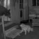 Cao idoso encara urso que invadiu casa enquanto dona dormia.webp 80x80
