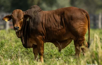 Conheça a raça Boran, o zebu africano que desafia o Nelore e pode impulsionar a pecuária