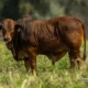 Conheca a raca Boran o zebu africano que desafia o.webp 80x80