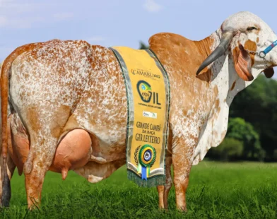 Conheça a vaca Gir Leiteiro mais valorizada do Brasil, avaliada em R$ 3,36 milhões