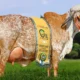 Conheça a vaca Gir Leiteiro mais valorizada do Brasil, avaliada em R$ 3,36 milhões