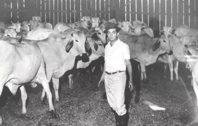 Conheça o primeiro confinamento de bovinos do Brasil que revolucionou a pecuária