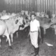 Conheca o primeiro confinamento de bovinos do Brasil que revolucionou.webp 80x80