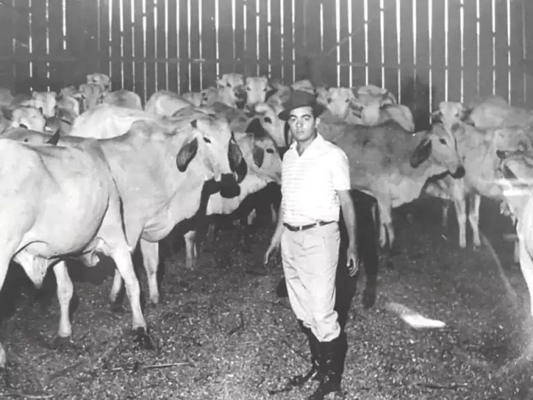 Conheça o primeiro confinamento de bovinos do Brasil que revolucionou a pecuária
