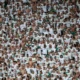 Corinthians pede à CBF punição maior ao Palmeiras por gritos homofóbicos
