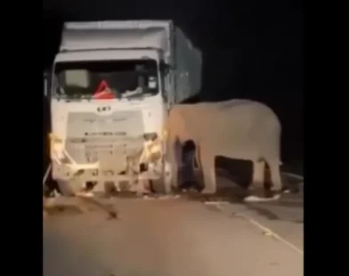 Elefante fica durante horas grudado ao caminhão que atropelou a sua cria
