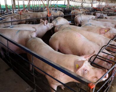 Exportações brasileiras de carne suína crescem em volume e receita