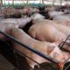 Exportações brasileiras de carne suína crescem em volume e receita