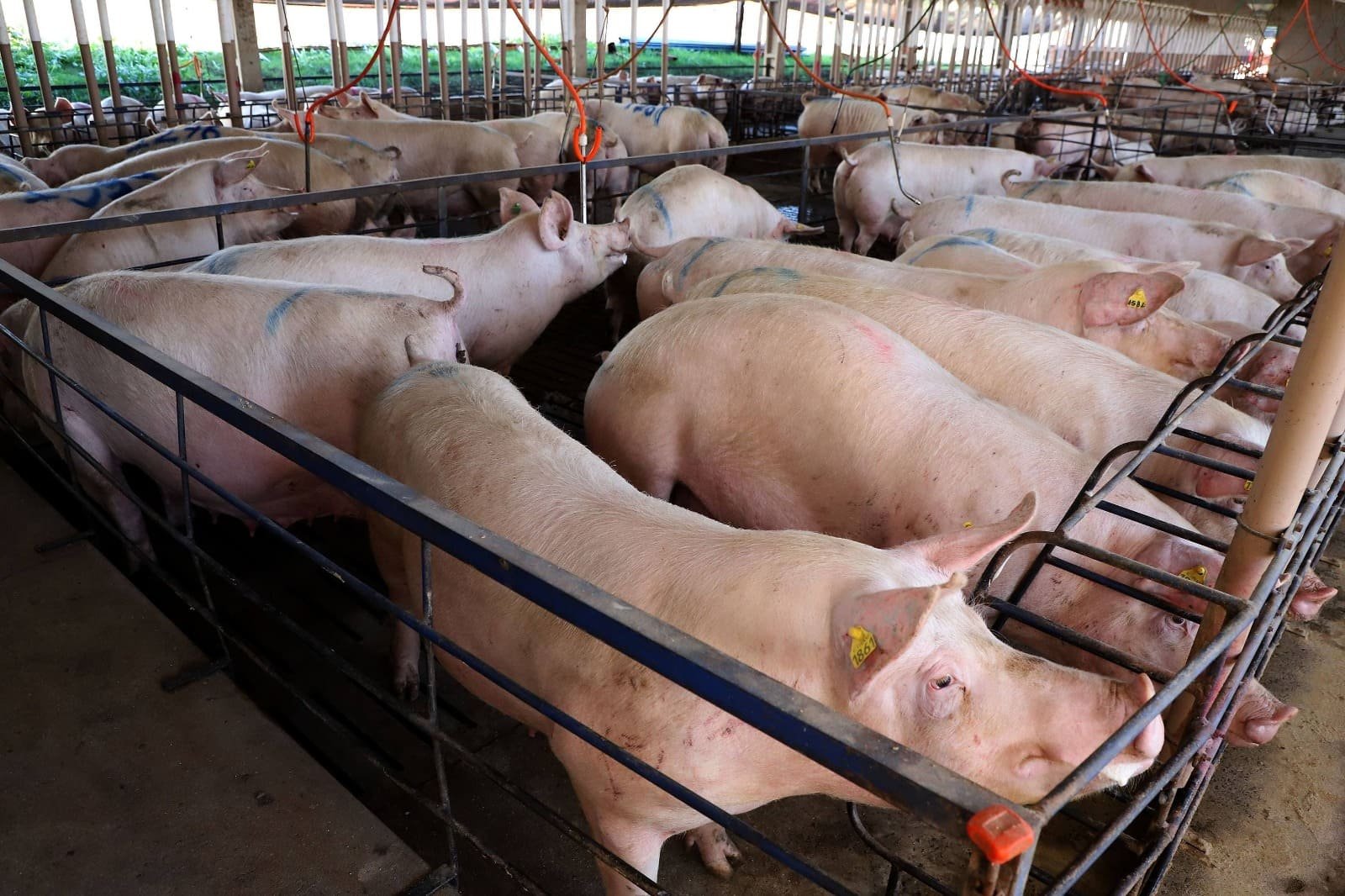 Exportações brasileiras de carne suína crescem em volume e receita