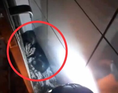 Família de gambás cai de teto de casa e assusta morador em Itaúna
