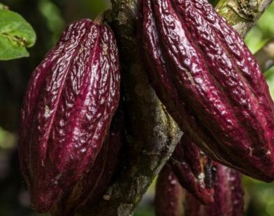 Fórum debate futuro da cacauicultura amazônica frente às mudanças climáticas