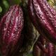 Fórum debate futuro da cacauicultura amazônica frente às mudanças climáticas