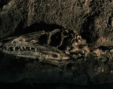Fóssil descoberto no Brasil lança luz sobre origem dos dinossauros