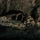 Fóssil descoberto no Brasil lança luz sobre origem dos dinossauros