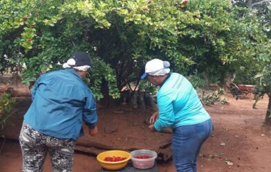 Frutas do Cerrado se transformam em oportunidade para agricultores no Norte de Minas