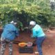 Frutas do Cerrado se transformam em oportunidade para agricultores no 80x80