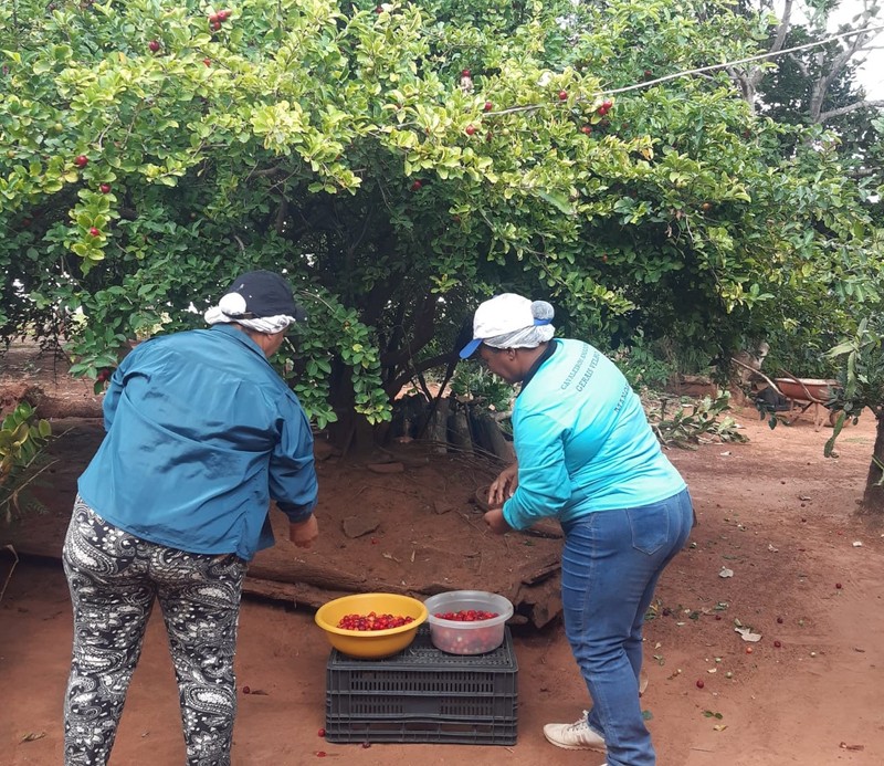 Frutas do Cerrado se transformam em oportunidade para agricultores no Norte de Minas