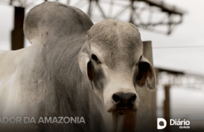 Genética de excelência: touro Brahman do Acre recebe selo iFert de fertilidade da CRV Lagoa