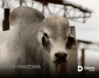 Genética de excelência: touro Brahman do Acre recebe selo iFert de fertilidade da CRV Lagoa