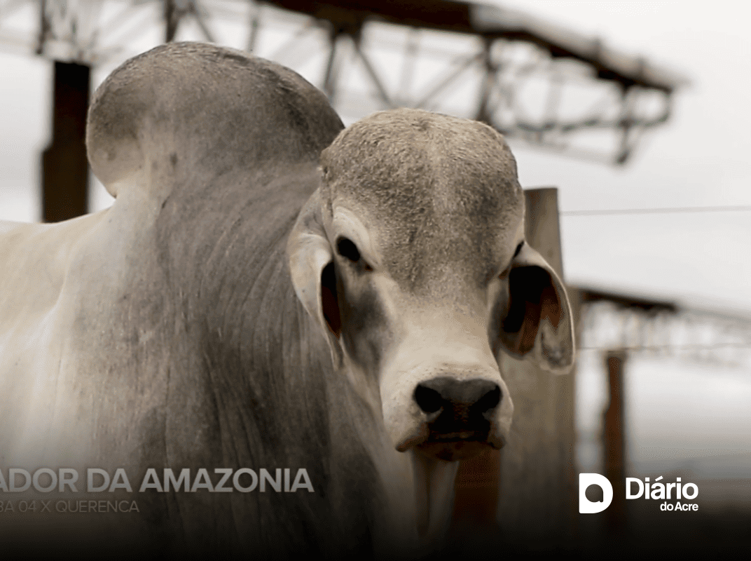Genética de excelência: touro Brahman do Acre recebe selo iFert de fertilidade da CRV Lagoa