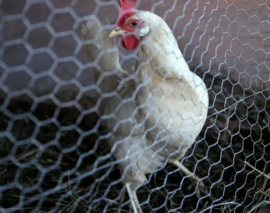 Goiás confirma gripe aviária em criação com cem galinhas domésticas