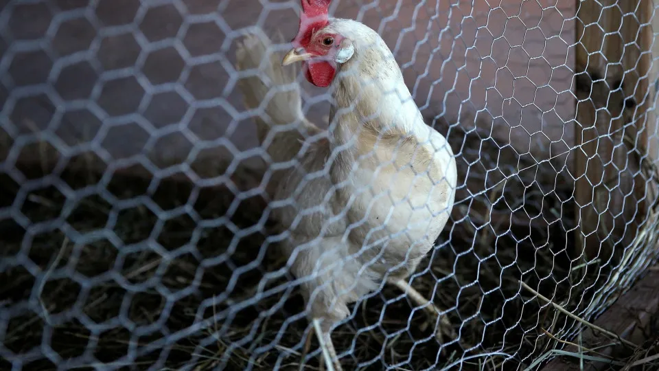 Goiás confirma gripe aviária em criação com cem galinhas domésticas