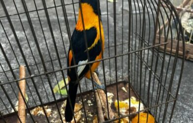 Homem é flagrado com 10 aves silvestres em gaiolas irregulares na BR-251, em Padre Carvalho