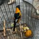 Homem e flagrado com 10 aves silvestres em gaiolas irregulares 80x80