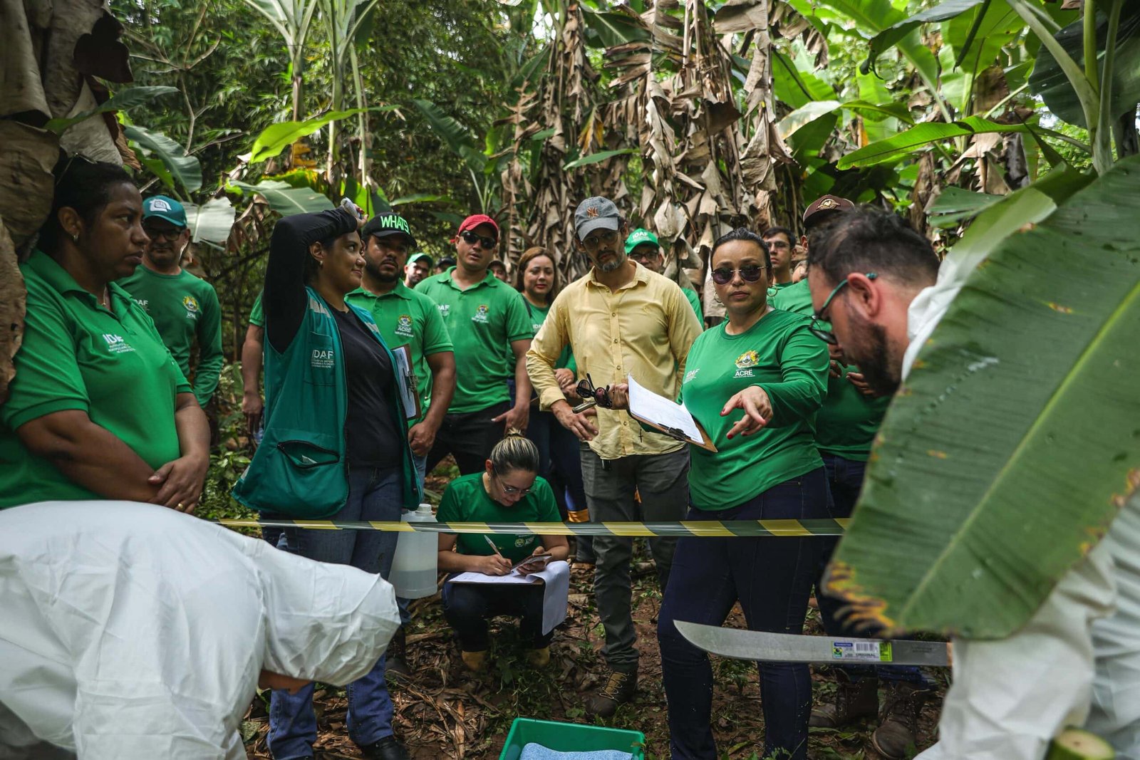 Idaf promove simulado de combate à praga da banana e fortalece medidas fitossanitárias no Acre