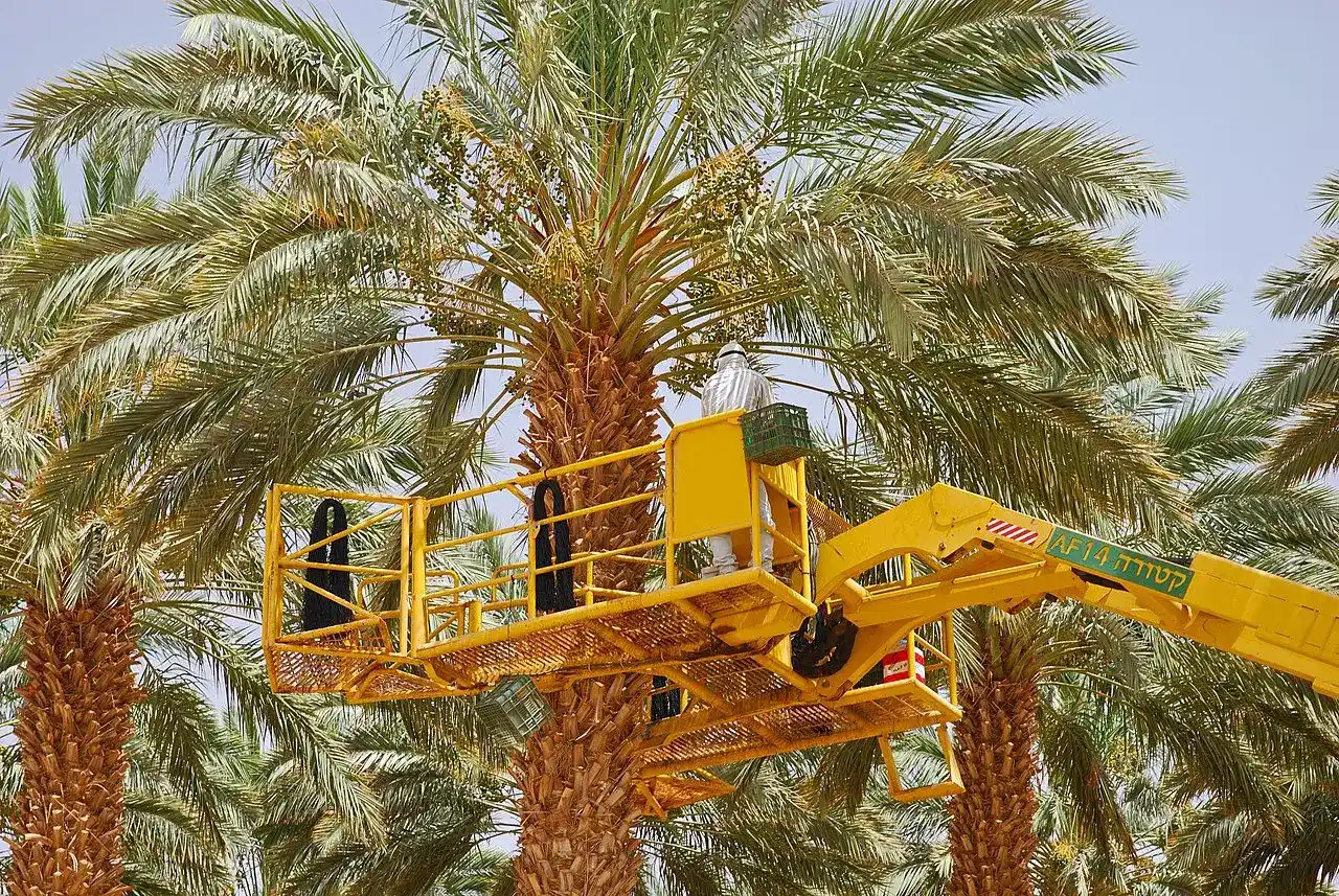 Israel está ressuscitando os desertos com a sua tecnologia no agro