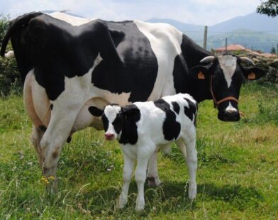Nem as grávidas escapam? Justiça barra abate de vacas e porcas gestantes
