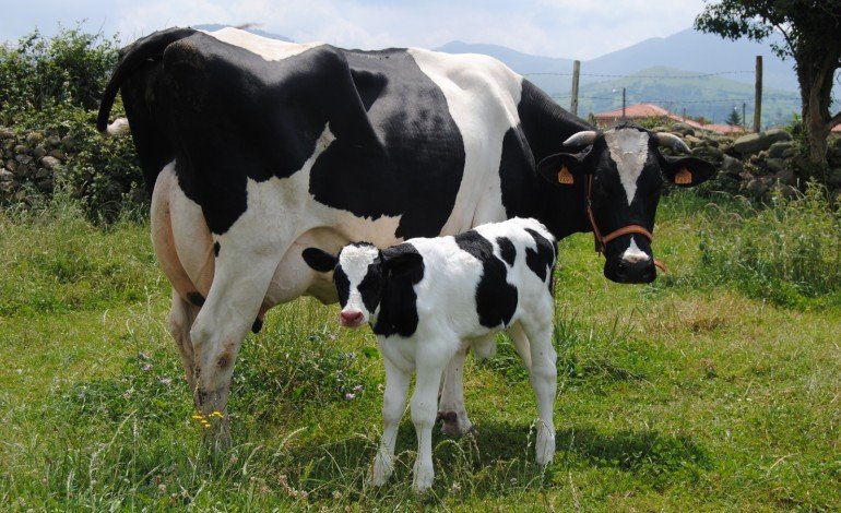 Nem as grávidas escapam? Justiça barra abate de vacas e porcas gestantes