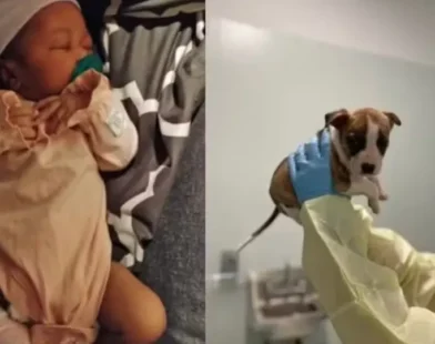 Nova York em choque: Filhote de pitbull come parte do rosto de bebê